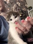 3 kattungar söker nytt hem 11/7