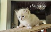 Ragdoll