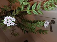 Hoya bella - Porslinsblomma växt