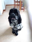 AMERIKANSK COCKER SPANIEL / AMRIS