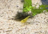 Yellow stripe - akvarieräkor sötvatten