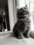 Maine Coon hane ♡