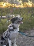 oreg hane merle border collie