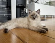 Sociala och gosiga kattungar söker sina nya hem