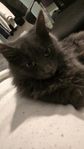 säljer kattunge 8mån