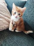 kattungar 