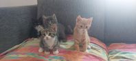 kattungar