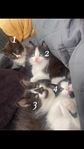 kattungar 