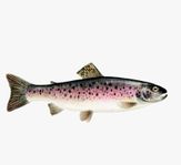 FISKEPREMIÄR LÖRDAG 7/6 2025