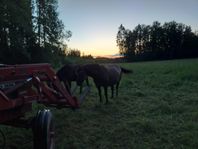 sommarbete