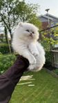 Brittiska långhåriga kattungar