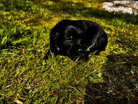 labradoodle valpar 