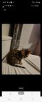 Renrasig bengal med stamtavla