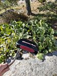 Manta ray putter 