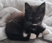 Kattungar