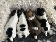 Bichon Havanais valpar (reg. hos SKK)