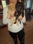 Labradoodle Mini