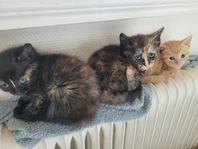 kattungar