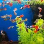 Guppys fiskar