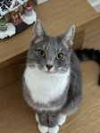 Kastrerad Hane Katt + hans grejer