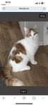 katt 