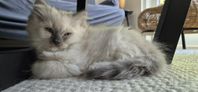 Kattunge British shorthair / Ragdoll 