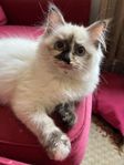 Ragdoll