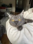 British katt hona