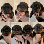 Rottweiler valpar med stamtavla