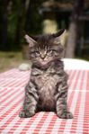 Maine coon