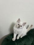 Billiga Ragdoll kattungar
