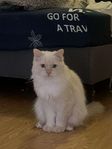 Lugn och snäll Ragdoll/Perser-hane – 1 år & 6 mån