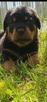 rottweiler valp tik