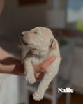 Labradoodlevalpar säljes från den 6/7!