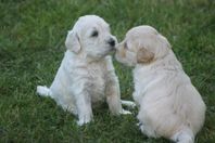 Labradoodlevalpar säljes från den 6/7!