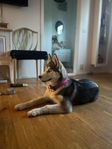 siberian husky valp