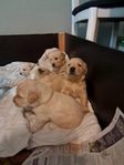 Hundvalpar säljes