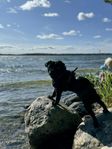 Jaxon söker nytt hem - Mops - Stamtavla finns 