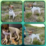Hanhund 1 år