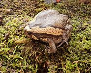Bandad oxgroda (Kaloula pulchra)