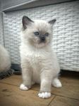 Renrasiga Ragdoll 