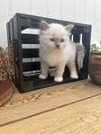 Renrasiga Ragdoll 