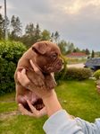 American Bully Pocket/Exotic