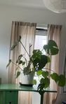 Monstera, växt