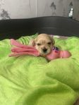 Mini Malchipoo valpar