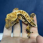 Ögonfransgecko tricolor