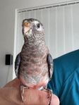 Bourkesungar Bourkesparakiter