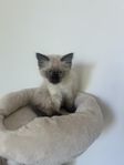 Kattunge Ragdoll