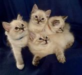 Ragdoll-kattungar med SVERAK stamtavla