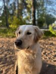 Golden retriever 